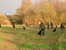 Hundetræning forår 2017